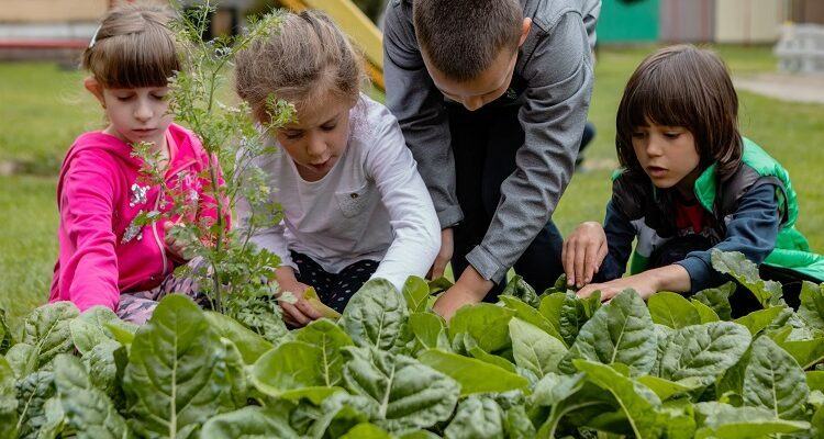 Keeping Your Garden Green… In The Sustainable Sense